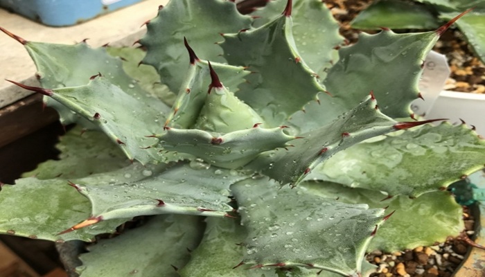 多肉植物のトゲトゲの葉の魅力